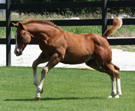 HorseID: 2316146 NAME PENDING - PhotoID: 1102550