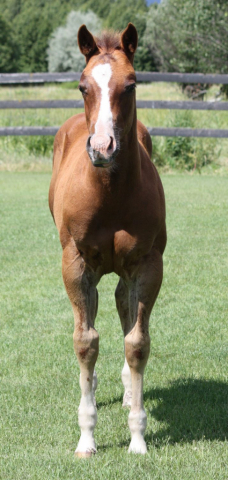 HorseID: 2316146 NAME PENDING - PhotoID: 1102551
