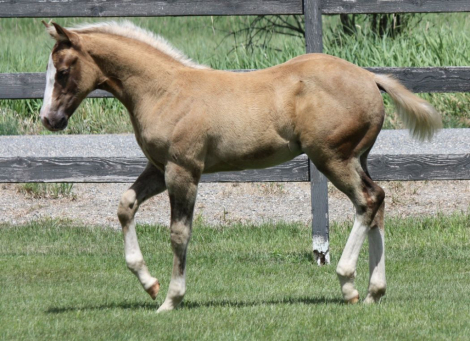 HorseID: 2316147 AQHA Pending - PhotoID: 1102552