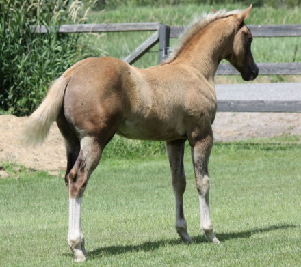 HorseID: 2316147 AQHA Pending - PhotoID: 1102553