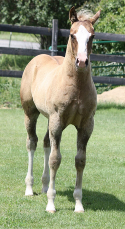 HorseID: 2316147 AQHA Pending - PhotoID: 1102554
