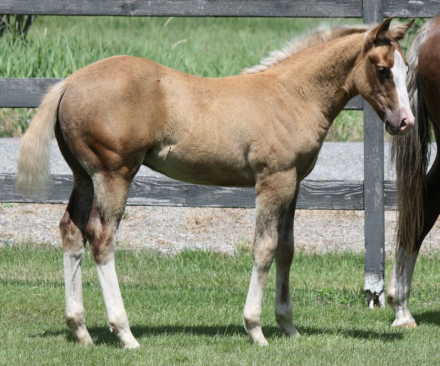 HorseID: 2316147 AQHA Pending - PhotoID: 1102555
