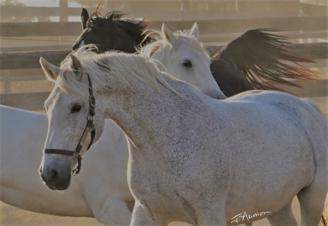 HorseID: 2316148 Padi's Classic Design - PhotoID: 1102556