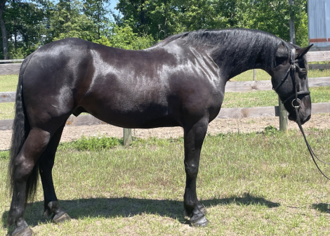 HorseID: 2316154 Christine's Reggie - PhotoID: 1102560