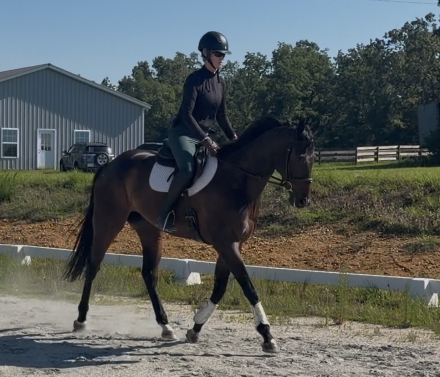 HorseID: 2316155 Devious Banker - PhotoID: 1102562