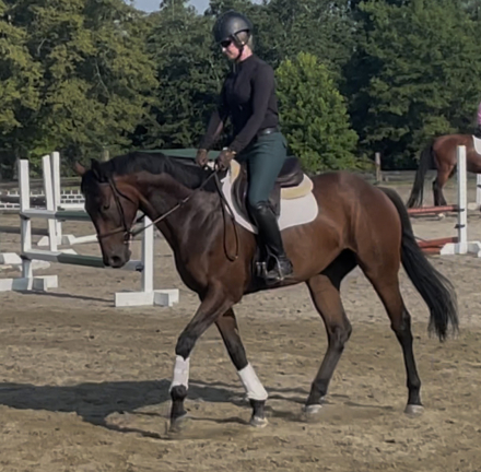 HorseID: 2316157 Jedi Quality - PhotoID: 1102563