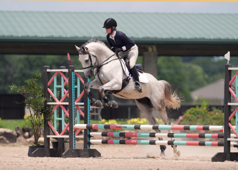 HorseID: 2316158 Absolute WE - PhotoID: 1102564