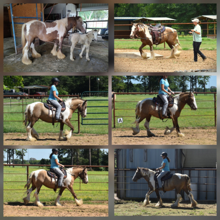 HorseID: 2316170 BrightHaven Goodnight Moon - PhotoID: 1102569