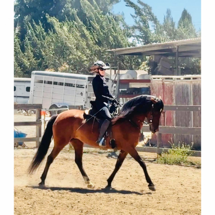 HorseID: 2316174 Valentina - PhotoID: 1102950