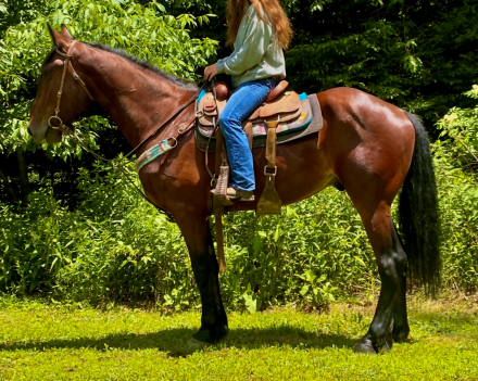 HorseID: 2316178 Bowser - PhotoID: 1102576