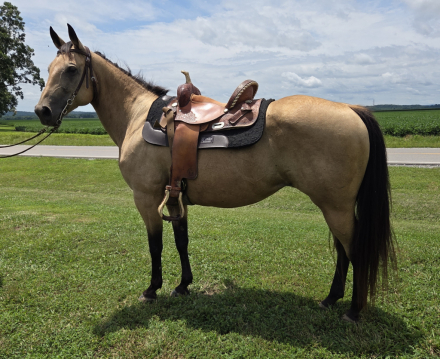 HorseID: 2316185 Charity - PhotoID: 1102578