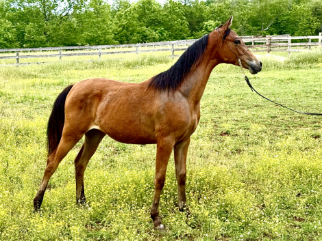 HorseID: 2316191 Summer Serenade JC - PhotoID: 1102611