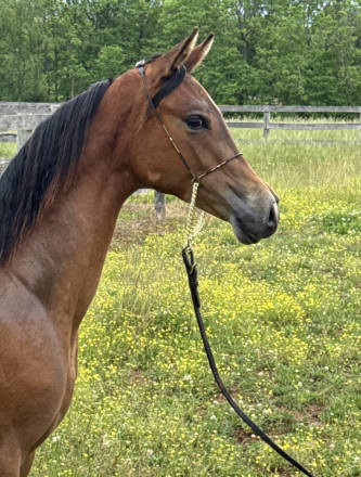 HorseID: 2316191 Summer Serenade JC - PhotoID: 1102612