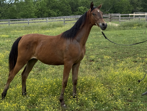 HorseID: 2316191 Summer Serenade JC - PhotoID: 1102613