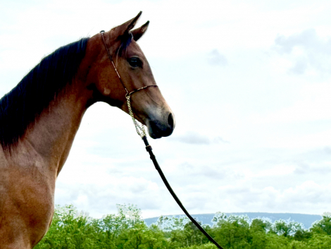 HorseID: 2316191 Summer Serenade JC - PhotoID: 1102614