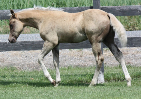 HorseID: 2316195 Indy - AQHA Name Pending - PhotoID: 1102604
