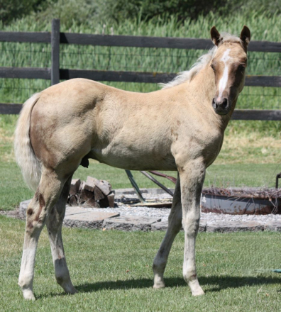 HorseID: 2316195 Indy - AQHA Name Pending - PhotoID: 1102605