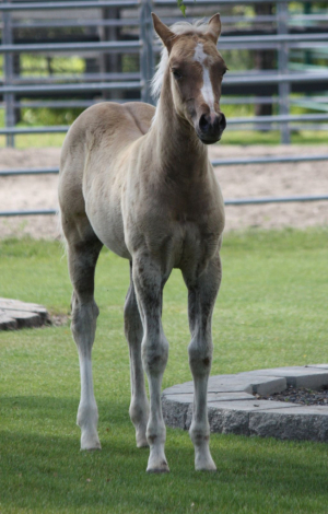 HorseID: 2316195 Indy - AQHA Name Pending - PhotoID: 1102606