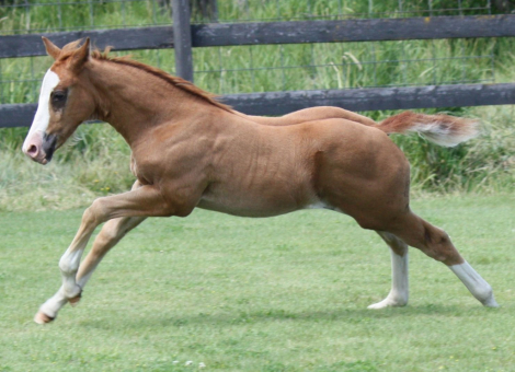 HorseID: 2316196 Banjo - AQHA Name Pending - PhotoID: 1102599
