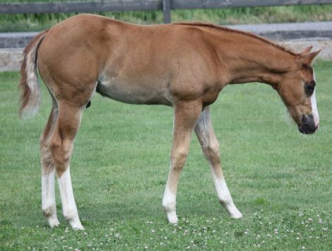 HorseID: 2316196 Banjo - AQHA Name Pending - PhotoID: 1102600