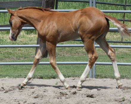 HorseID: 2316196 Banjo - AQHA Name Pending - PhotoID: 1102601