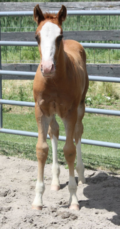 HorseID: 2316196 Banjo - AQHA Name Pending - PhotoID: 1102602