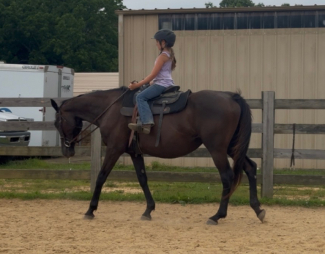 HorseID: 2316201 Ghostly Runner - PhotoID: 1102616
