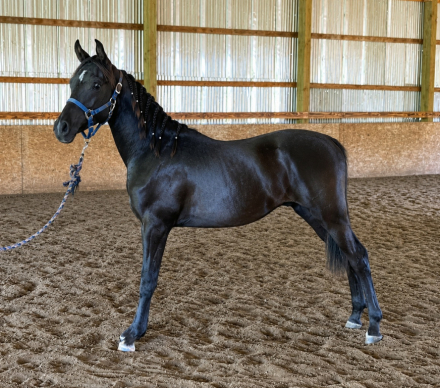 HorseID: 2316203 Beyshahfyre - PhotoID: 1102617