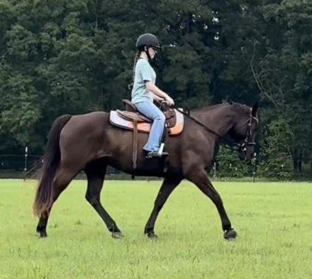 HorseID: 2316204 Valiant - PhotoID: 1102588