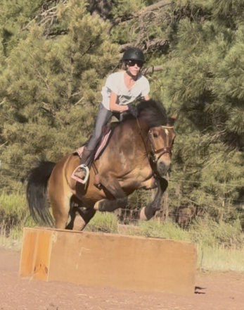 HorseID: 2316213 Bink - PhotoID: 1102620