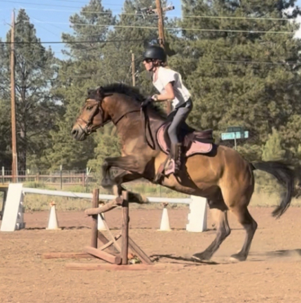 HorseID: 2316213 Bink - PhotoID: 1102621