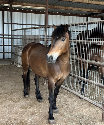 HorseID: 2316213 Bink - PhotoID: 1102622