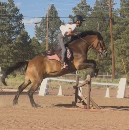 HorseID: 2316213 Bink - PhotoID: 1102623