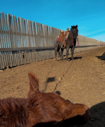 HorseID: 2316214 Freddie - PhotoID: 1102625