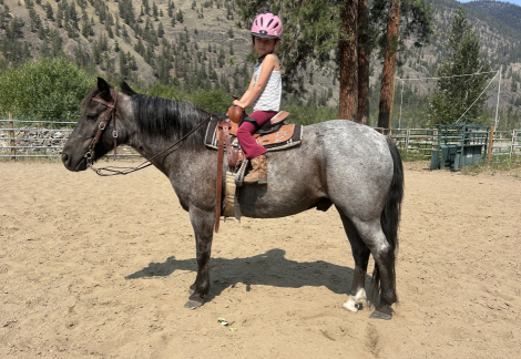 HorseID: 2316214 Freddie - PhotoID: 1102626