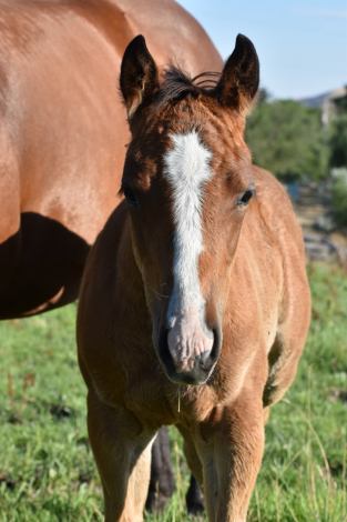 HorseID: 2316215 AQHA Name Pending - PhotoID: 1102628