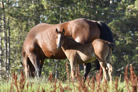 HorseID: 2316215 AQHA Name Pending - PhotoID: 1102629