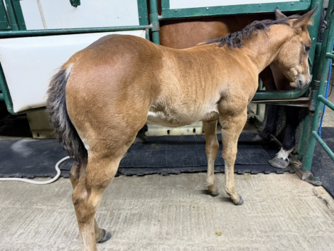 HorseID: 2316215 AQHA Name Pending - PhotoID: 1102630