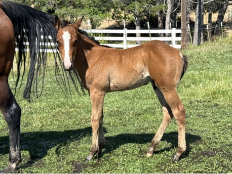 HorseID: 2316215 AQHA Name Pending - PhotoID: 1102631