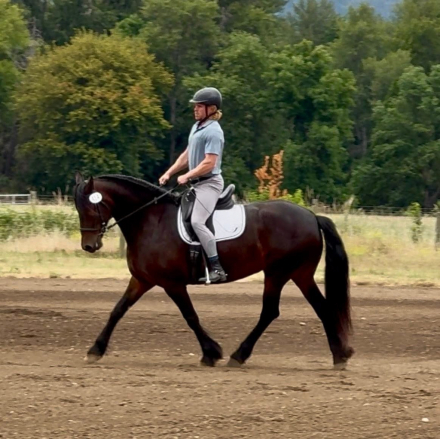 HorseID: 2316219 Jade WCR - PhotoID: 1102635