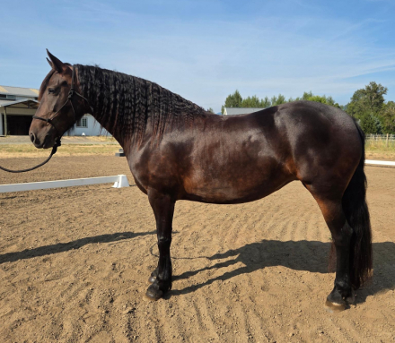 HorseID: 2316219 Jade WCR - PhotoID: 1102636