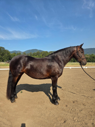 HorseID: 2316219 Jade WCR - PhotoID: 1102637