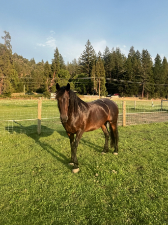 HorseID: 2316219 Jade WCR - PhotoID: 1102638