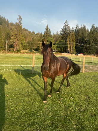 HorseID: 2316219 Jade WCR - PhotoID: 1102639