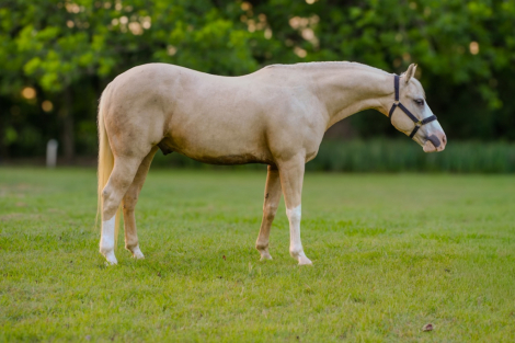 HorseID: 2316222 Incline to Shine - PhotoID: 1102594