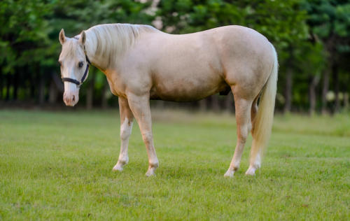 HorseID: 2316222 Incline to Shine - PhotoID: 1102595