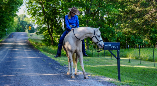 HorseID: 2316222 Incline to Shine - PhotoID: 1102597