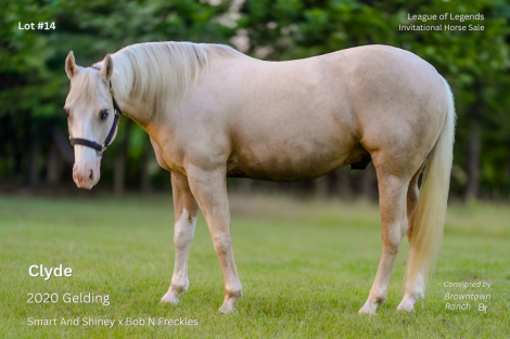 HorseID: 2316222 Incline to Shine - PhotoID: 1102593