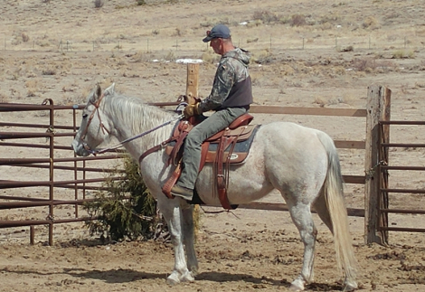 HorseID: 2316232 FLYAWAY BELLE - PhotoID: 1102645