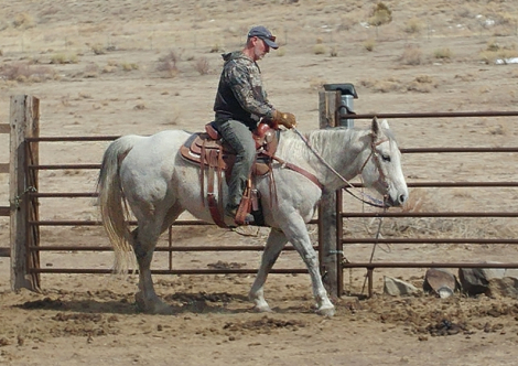 HorseID: 2316232 FLYAWAY BELLE - PhotoID: 1102646